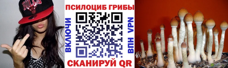 Псилоцибиновые грибы Psilocybe  ссылка на мегу ONION  Гвардейск  цена  